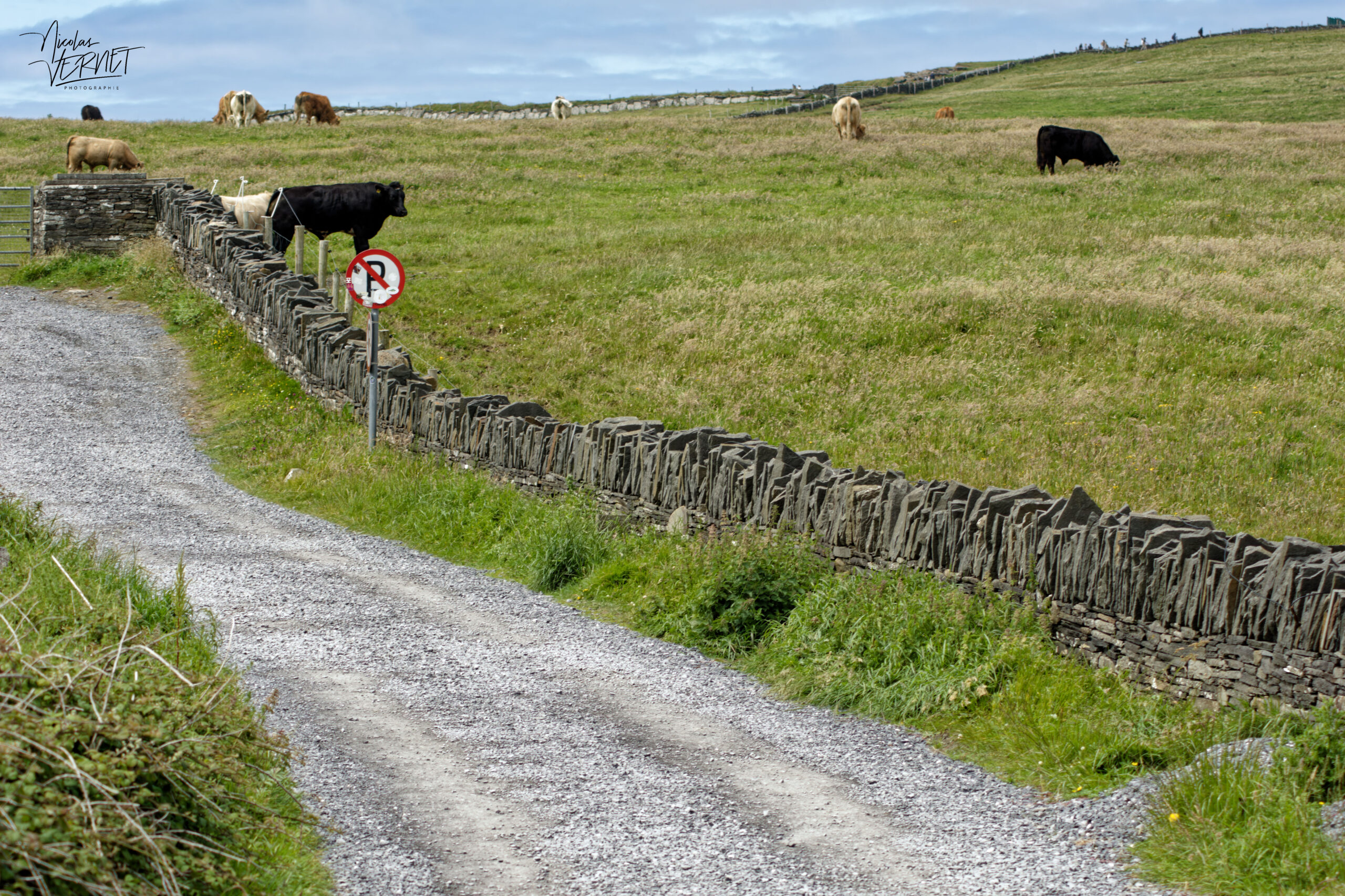 Dry stone wall (Mur en pierre sèche) et vaches, Kilconnell, Co. Clare, Irlande