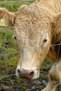 Vache de race Charolaise, Kilconnell, Co. Clare, Irlande