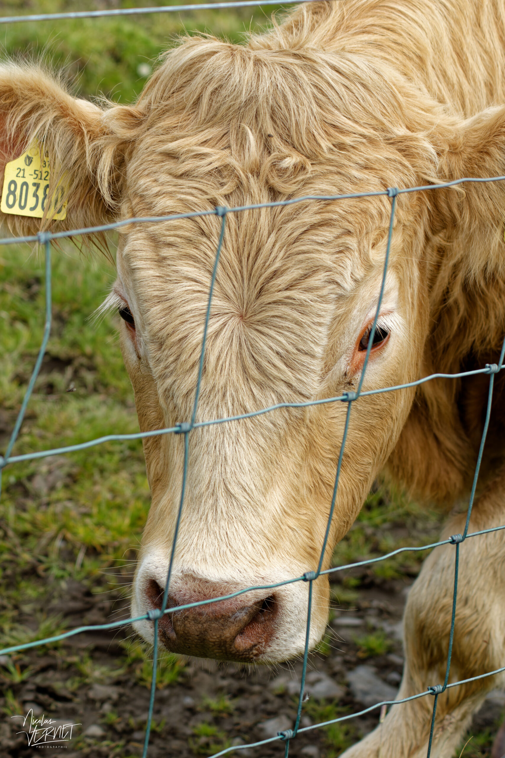 Vache de race Charolaise, Kilconnell, Co. Clare, Irlande