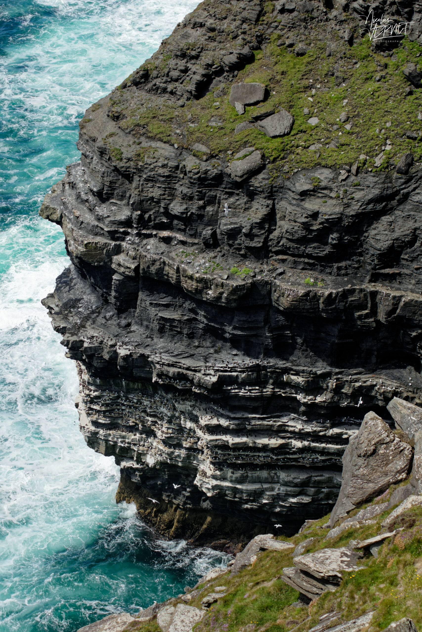 Guillemots de Troïl (Uria aalge) et mouettes tridactyle (Rissa tridactyla) sur les falaises de Moher (Cliffs of Moher), Ballylaan, Co. Clare, Irlande