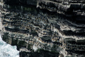 Guillemots de Troïl (Uria aalge) et mouettes tridactyle (Rissa tridactyla) sur les falaises de Moher (Cliffs of Moher), Ballylaan, Co. Clare, Irlande