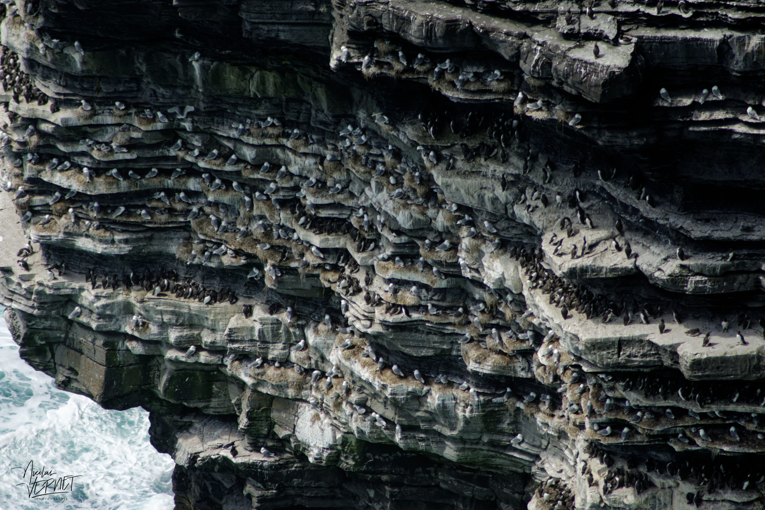 Guillemots de Troïl (Uria aalge) et mouettes tridactyle (Rissa tridactyla) sur les falaises de Moher (Cliffs of Moher), Ballylaan, Co. Clare, Irlande