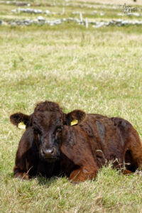 Vache de race Aberdeen Angus (noire), falaises de Moher, Ballylaan, Co. Clare, Irlande
