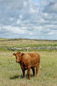 Vache de race Limousine, falaises de Moher, Ballylaan, Co. Clare, Irlande