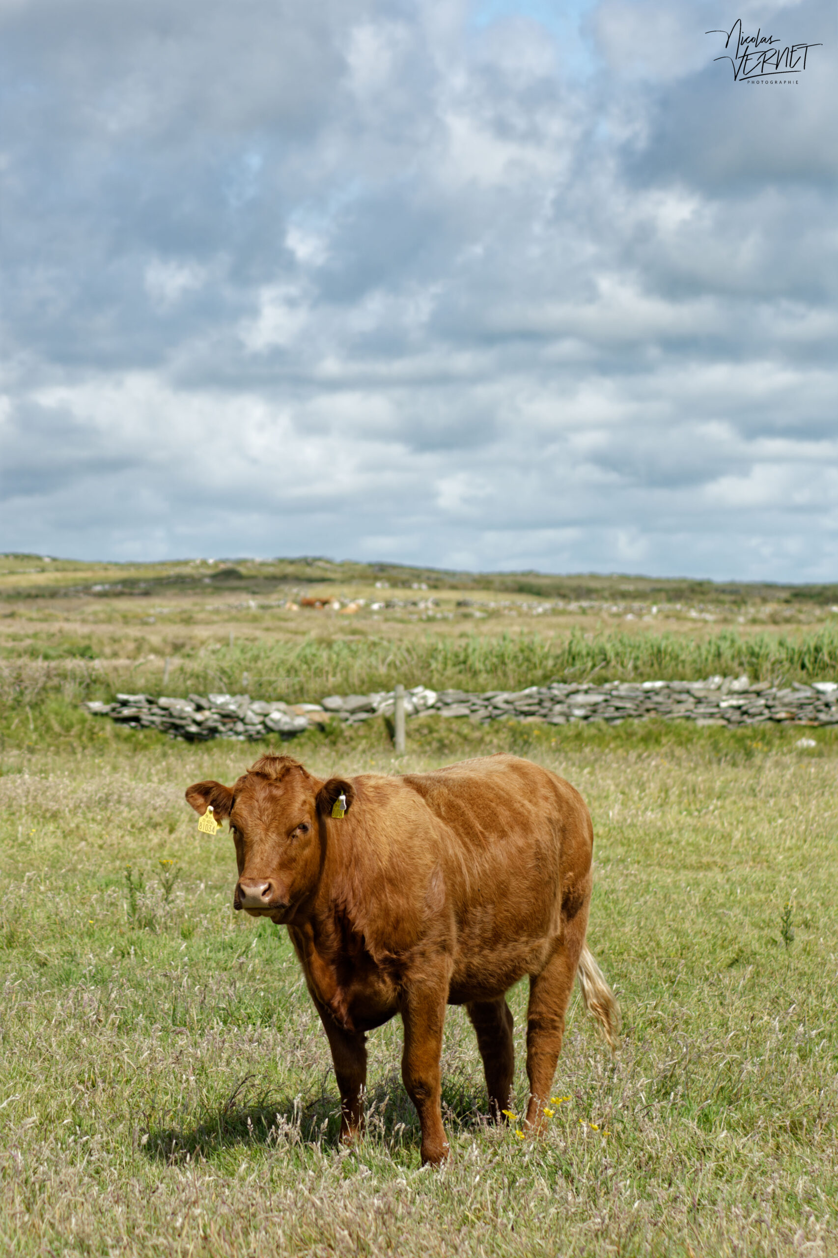 Vache de race Limousine, falaises de Moher, Ballylaan, Co. Clare, Irlande