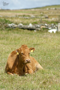 Vache de race Limousine, falaises de Moher, Ballylaan, Co. Clare, Irlande