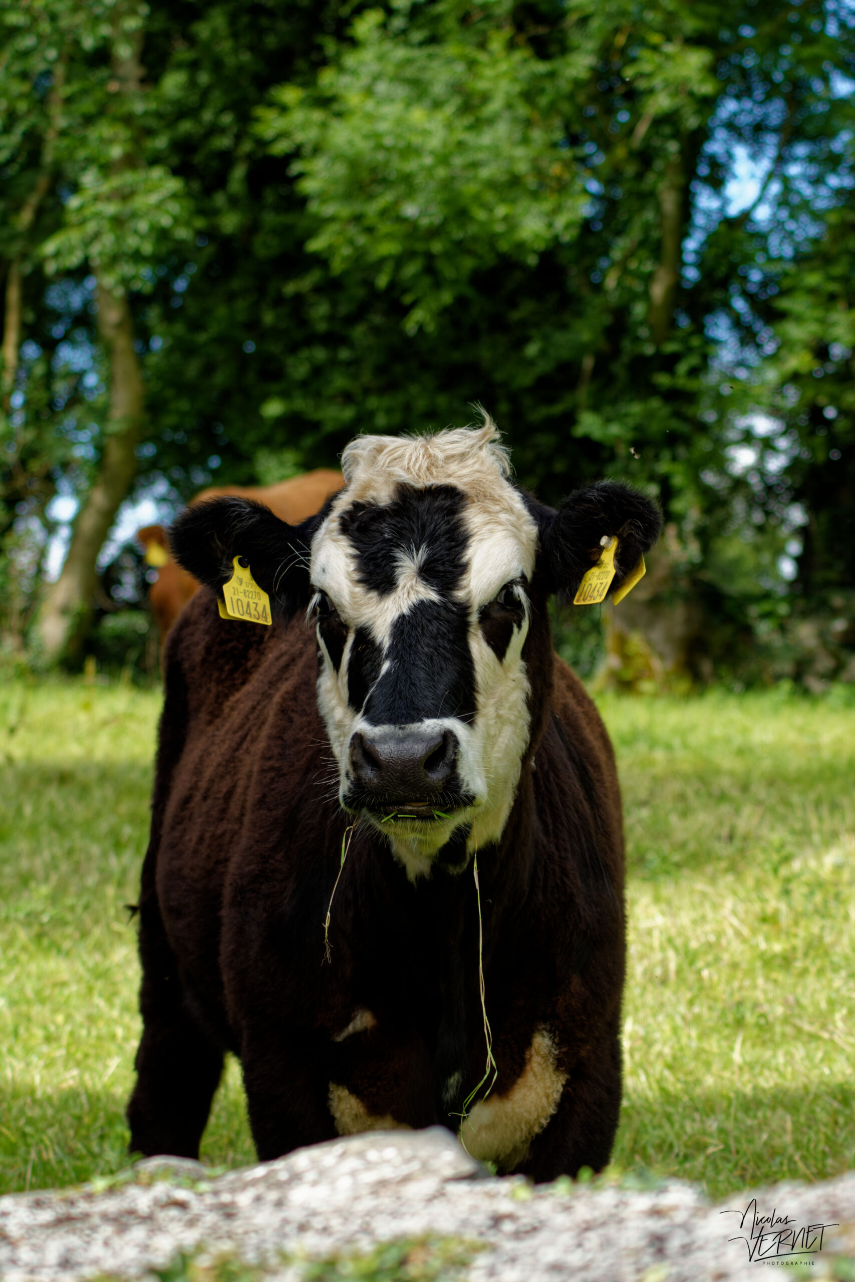 Vache de race Hereford croisée dans la ferme du Bridgeview B&B, Barefield, Co. Clare, Irlande