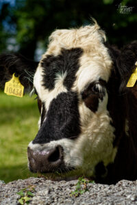 Vache de race Hereford croisée dans la ferme du Bridgeview B&B, Barefield, Co. Clare, Irlande