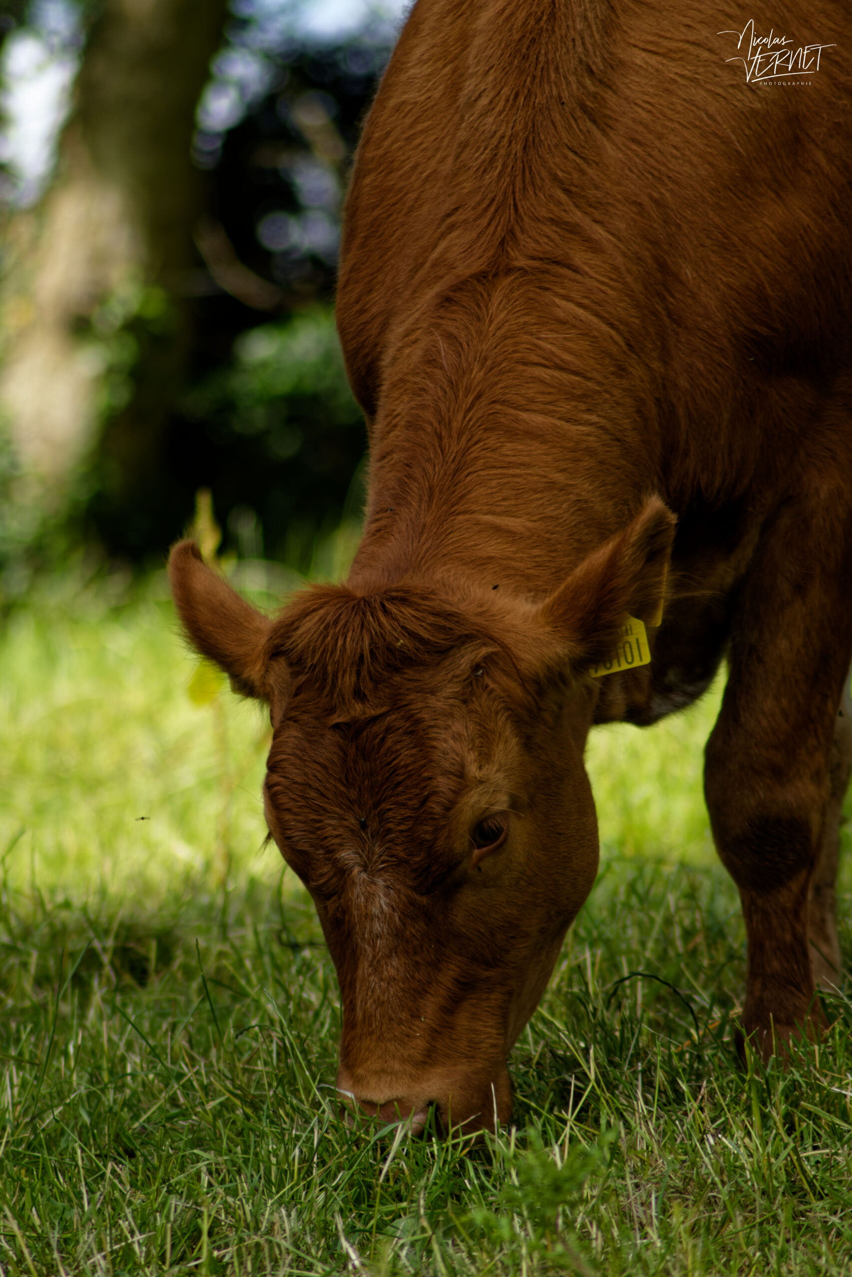 Vache de race Limousine dans la ferme du Bridgeview B&B, Barefield, Co. Clare, Irlande