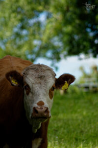 Vache de race Hereford dans la ferme du Bridgeview B&B, Barefield, Co. Clare, Irlande
