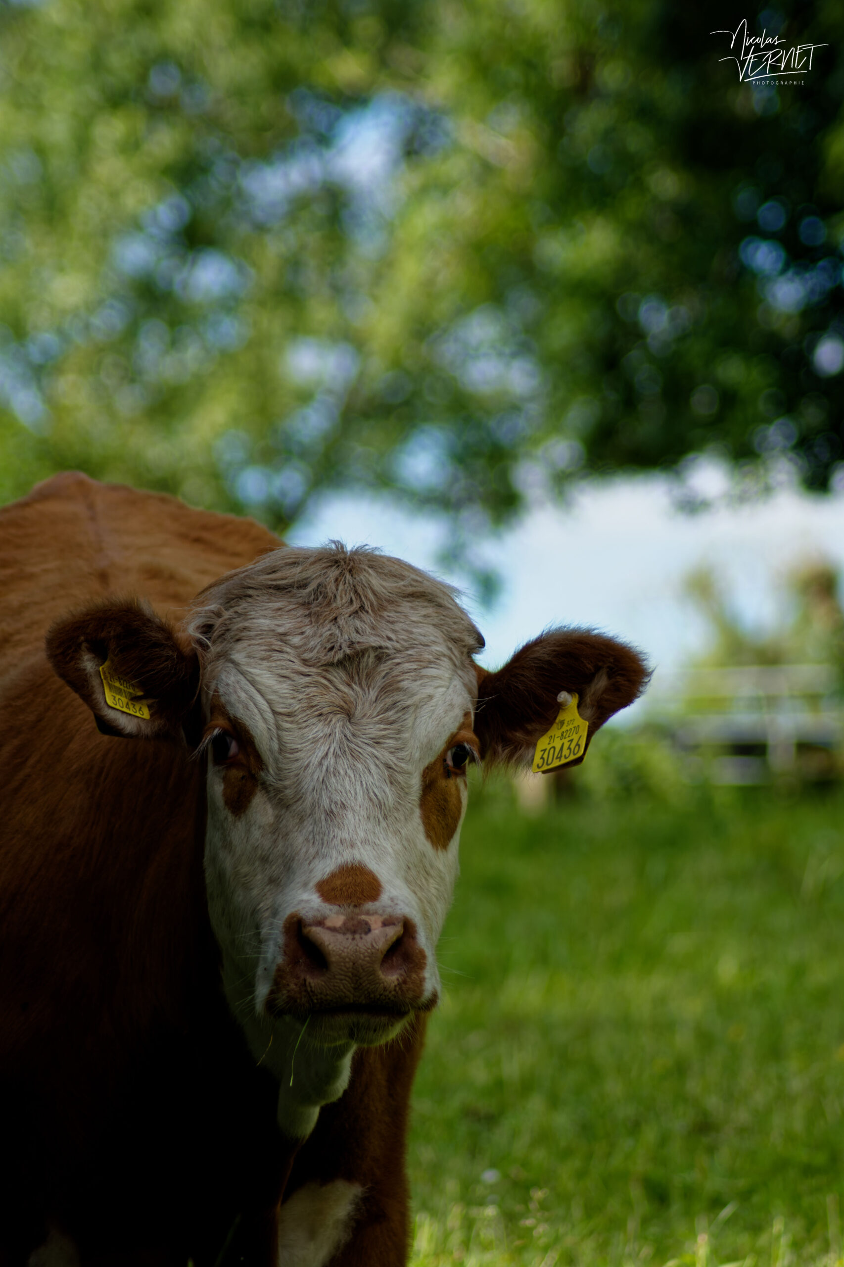 Vache de race Hereford dans la ferme du Bridgeview B&B, Barefield, Co. Clare, Irlande