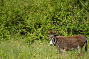 Âne Commun (Equus asinus) dans la ferme du Bridgeview B&B, Barefield, Co. Clare, Irlande