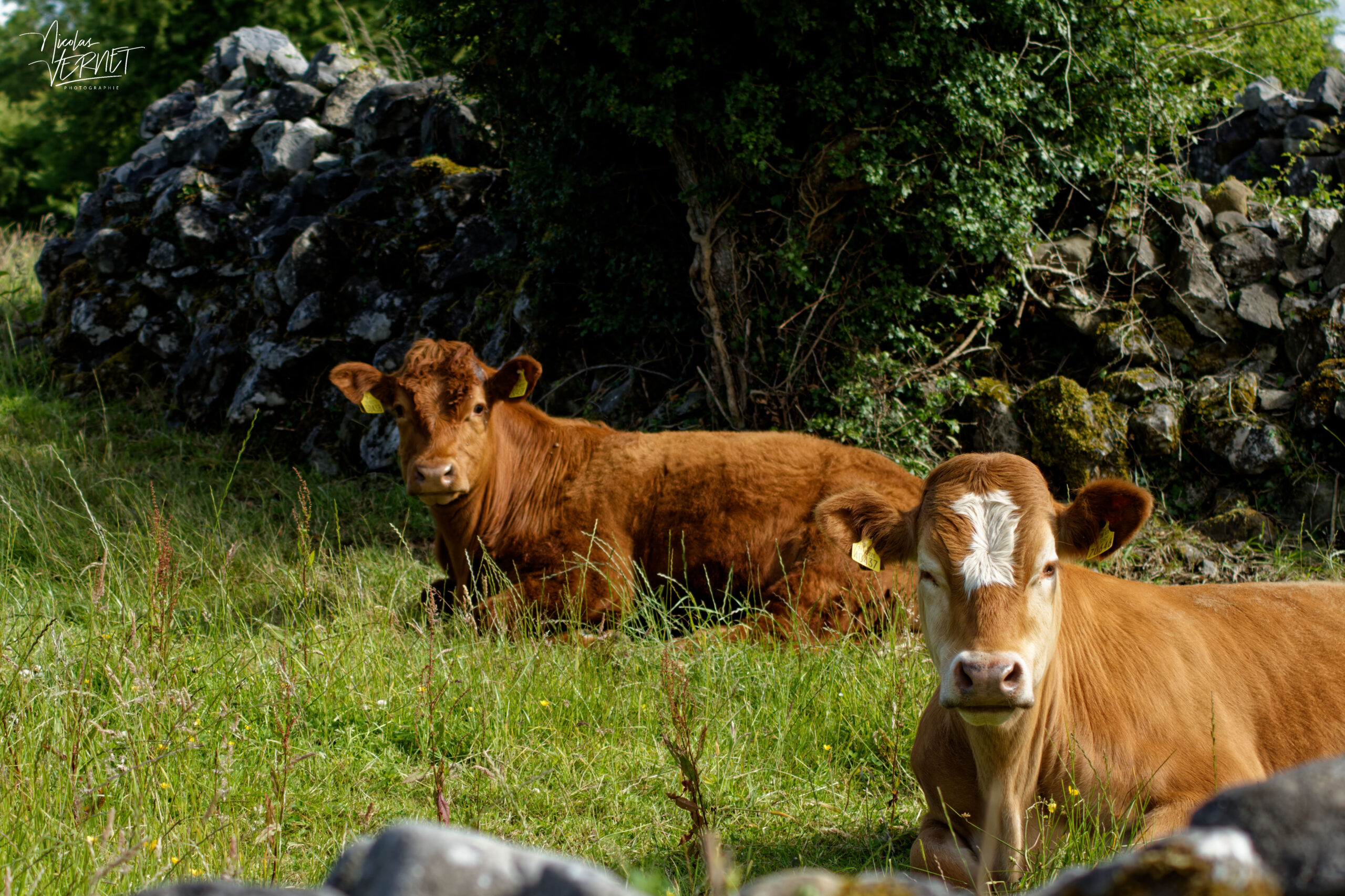 Vaches de différentes races dans la ferme du Bridgeview B&B, Barefield, Co. Clare, Irlande