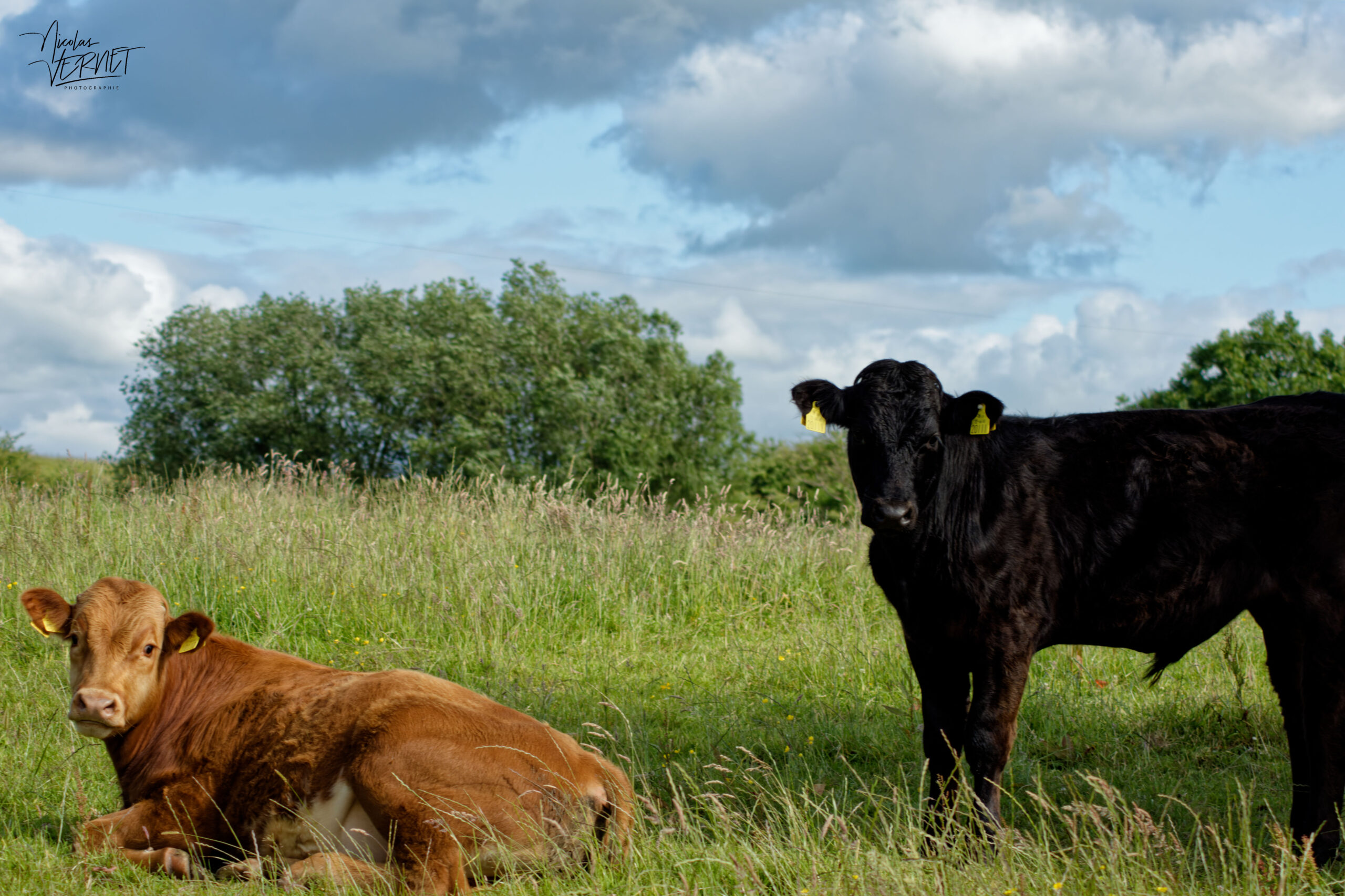 Vaches de différentes races dans la ferme du Bridgeview B&B, Barefield, Co. Clare, Irlande