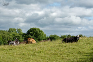 Vaches de différentes races dans la ferme du Bridgeview B&B, Barefield, Co. Clare, Irlande