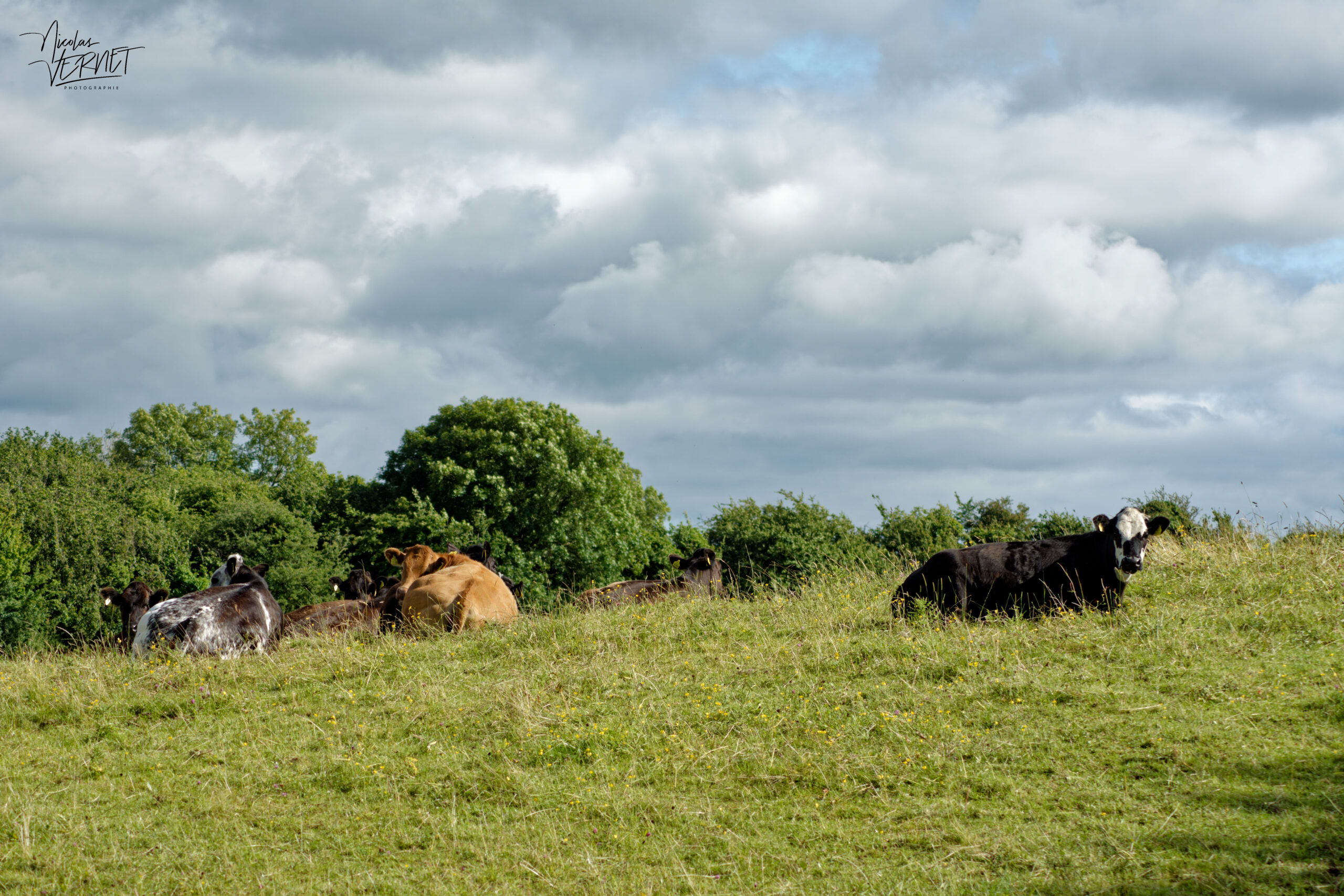 Vaches de différentes races dans la ferme du Bridgeview B&B, Barefield, Co. Clare, Irlande