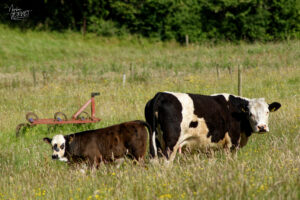 Vaches de différentes races dans la ferme du Bridgeview B&B, Barefield, Co. Clare, Irlande