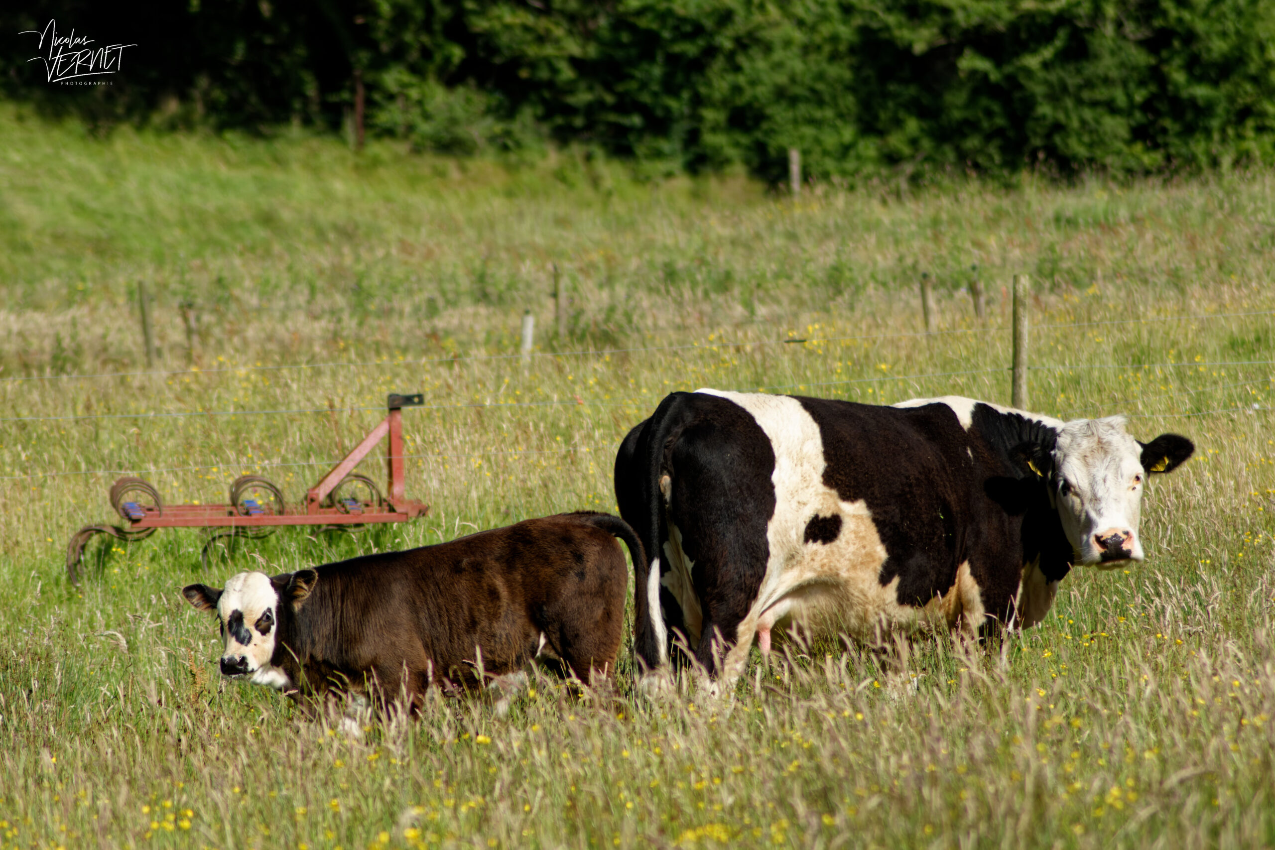 Vaches de différentes races dans la ferme du Bridgeview B&B, Barefield, Co. Clare, Irlande