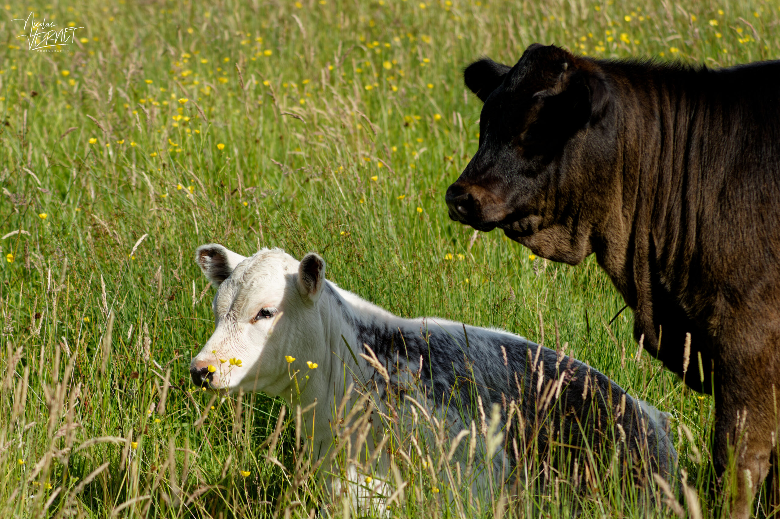 Vaches de différentes races dans la ferme du Bridgeview B&B, Barefield, Co. Clare, Irlande