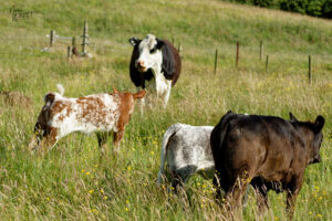 Vaches de différentes races dans la ferme du Bridgeview B&B, Barefield, Co. Clare, Irlande