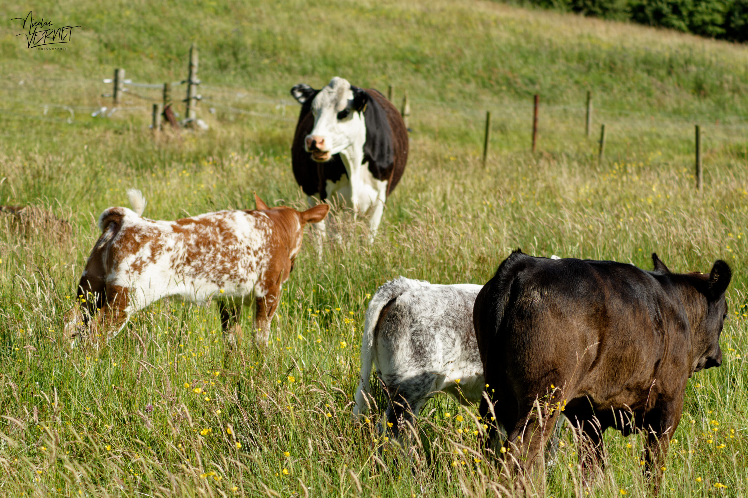 Vaches de différentes races dans la ferme du Bridgeview B&B, Barefield, Co. Clare, Irlande