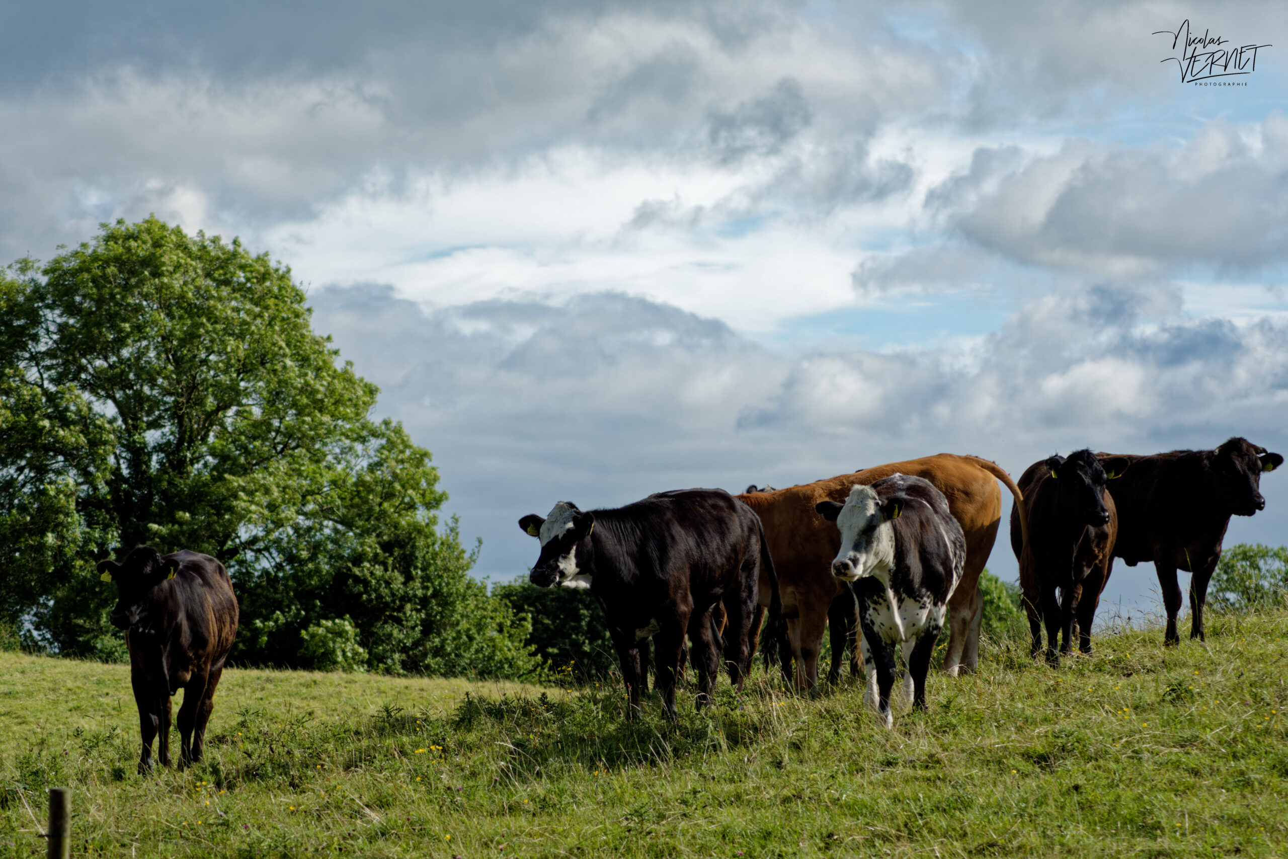 Vaches de différentes races dans la ferme du Bridgeview B&B, Barefield, Co. Clare, Irlande