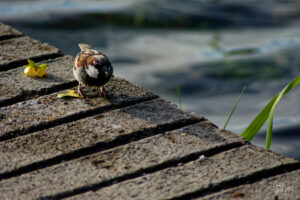 Moineau domestique (Passer domesticus) au bord du Lac Ballyalla, Ballycorey, Co. Clare, Irlande