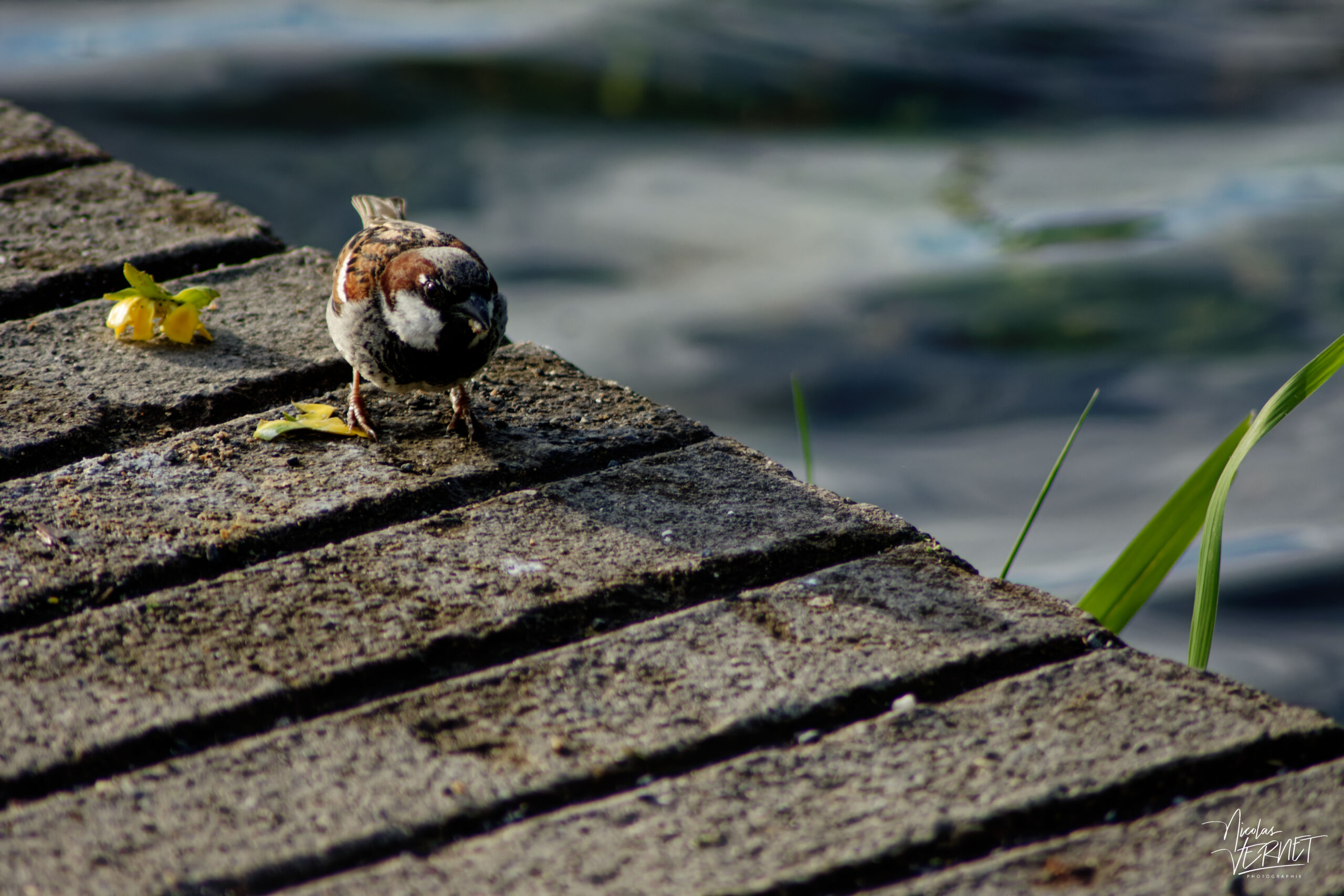 Moineau domestique (Passer domesticus) au bord du Lac Ballyalla, Ballycorey, Co. Clare, Irlande