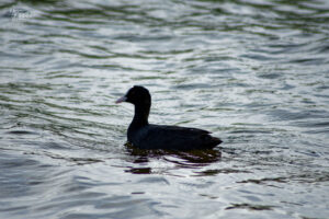 Foulque macroule (Fulica atra) sur le Lac Ballyalla, Ballycorey, Co. Clare, Irlande