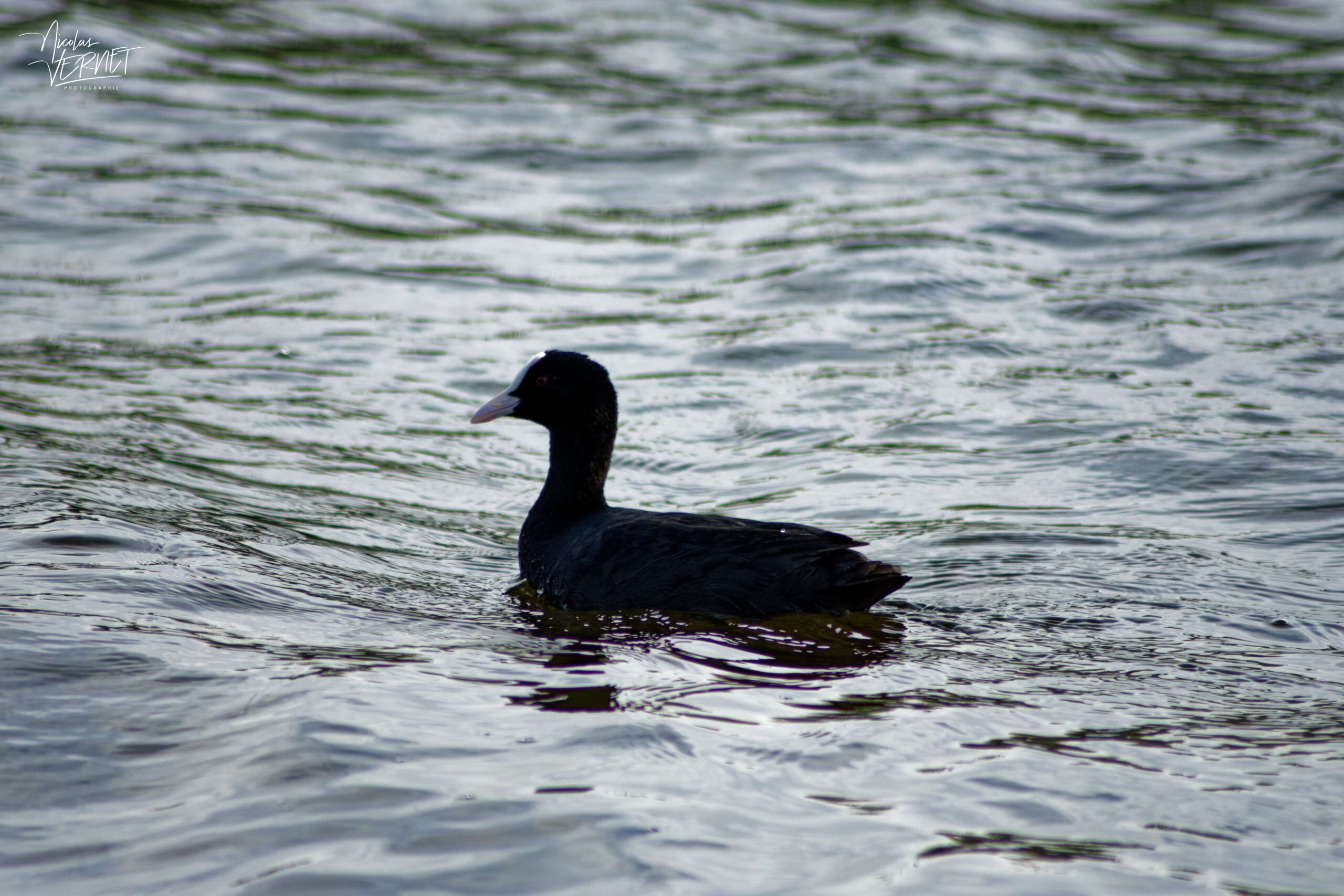 Foulque macroule (Fulica atra) sur le Lac Ballyalla, Ballycorey, Co. Clare, Irlande