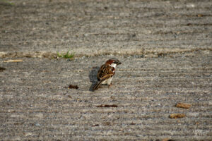 Moineau domestique (Passer domesticus) au bord du Lac Ballyalla, Ballycorey, Co. Clare, Irlande