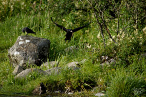 Corbeaux freux (Corvus frugilegus) et choucas des tours (Coloeus monedula) au bord du Lac Ballyalla, Ballycorey, Co. Clare, Irlande