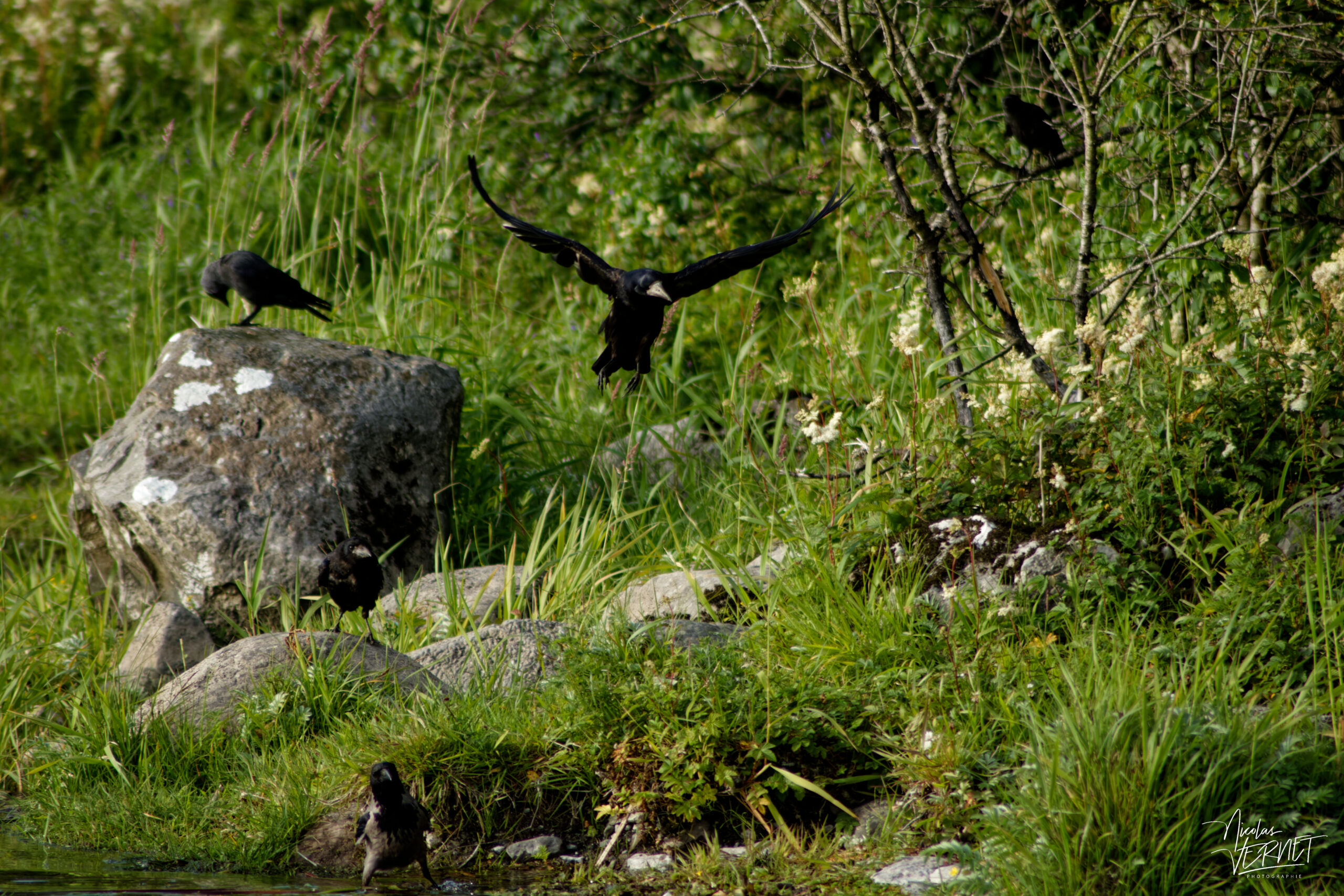 Corbeaux freux (Corvus frugilegus) et choucas des tours (Coloeus monedula) au bord du Lac Ballyalla, Ballycorey, Co. Clare, Irlande