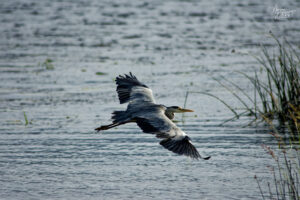 Héron cendré (Ardea cinerea) au bord du Lac Ballyalla, Ballycorey, Co. Clare, Irlande
