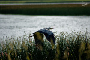 Héron cendré (Ardea cinerea) au bord du Lac Ballyalla, Ballycorey, Co. Clare, Irlande