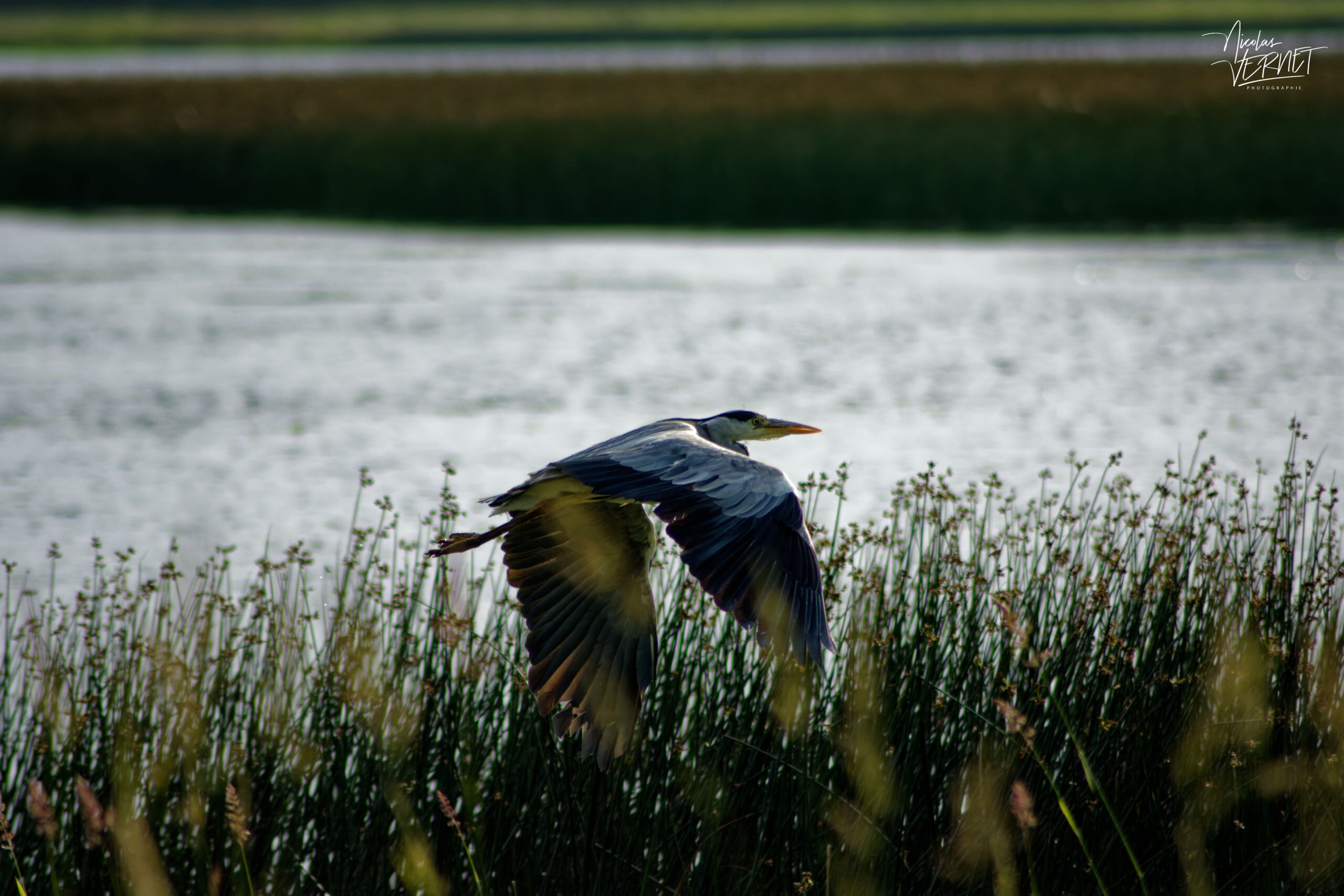 Héron cendré (Ardea cinerea) au bord du Lac Ballyalla, Ballycorey, Co. Clare, Irlande