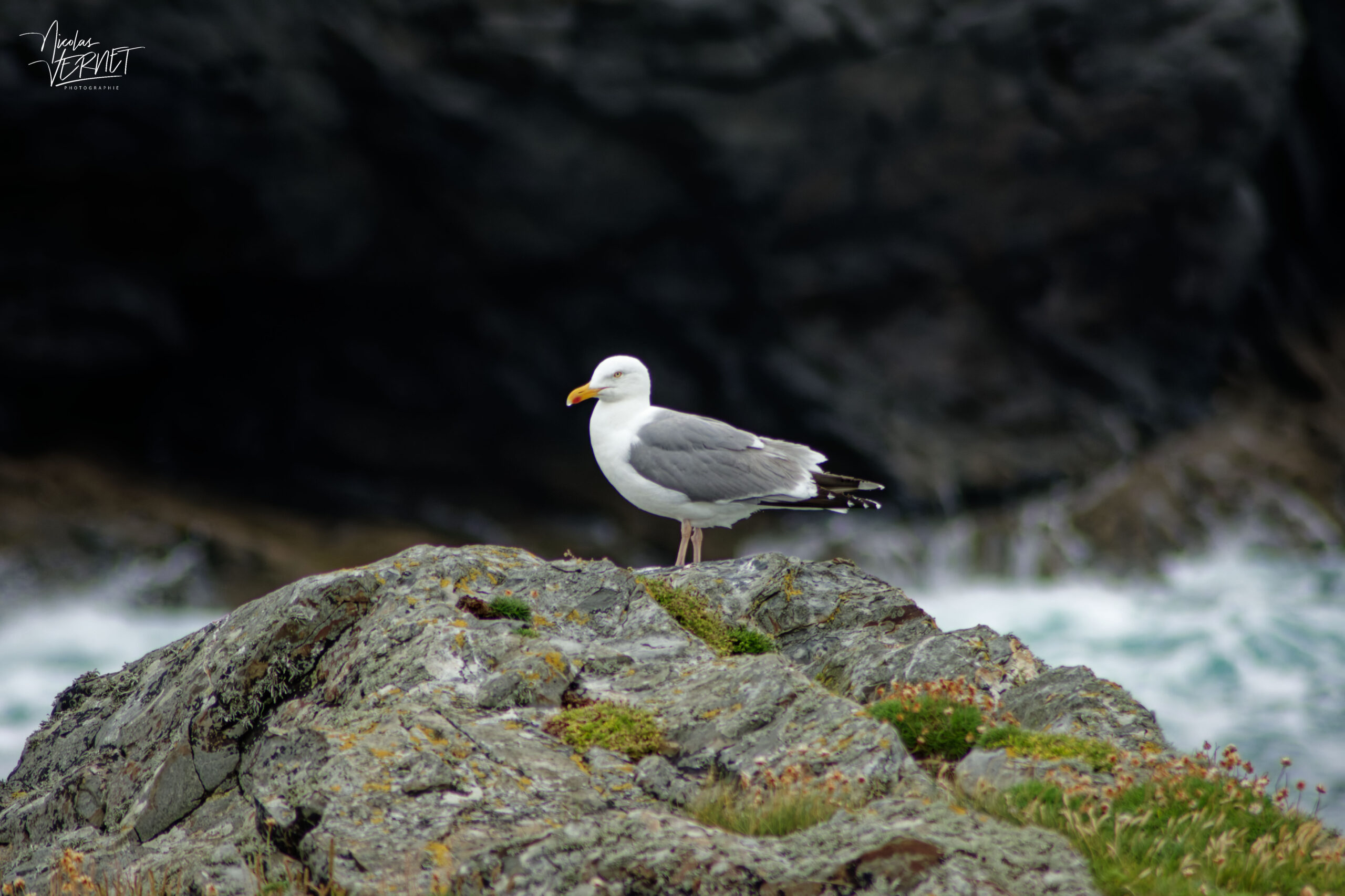 Goéland argenté (Larus argentatus), Bridges of Ross, Derrynadivva, Co. Clare, Irlande