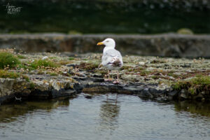 Goéland argenté (Larus argentatus), Bridges of Ross, Derrynadivva, Co. Clare, Irlande