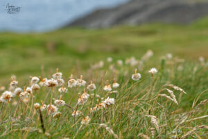 Arméries maritimes (Armeria maritima) au bord des falaises de Kilkee, Co. Clare, Irlande