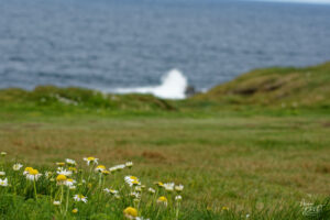 Matricaires maritimes (Tripleurospermum maritimum) au bord des falaises de Kilkee, Co. Clare, Irlande