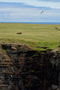 Chevaux de race Trait irlandais (Equus caballus) au bord des falaises de Kilkee, Co. Clare, Irlande