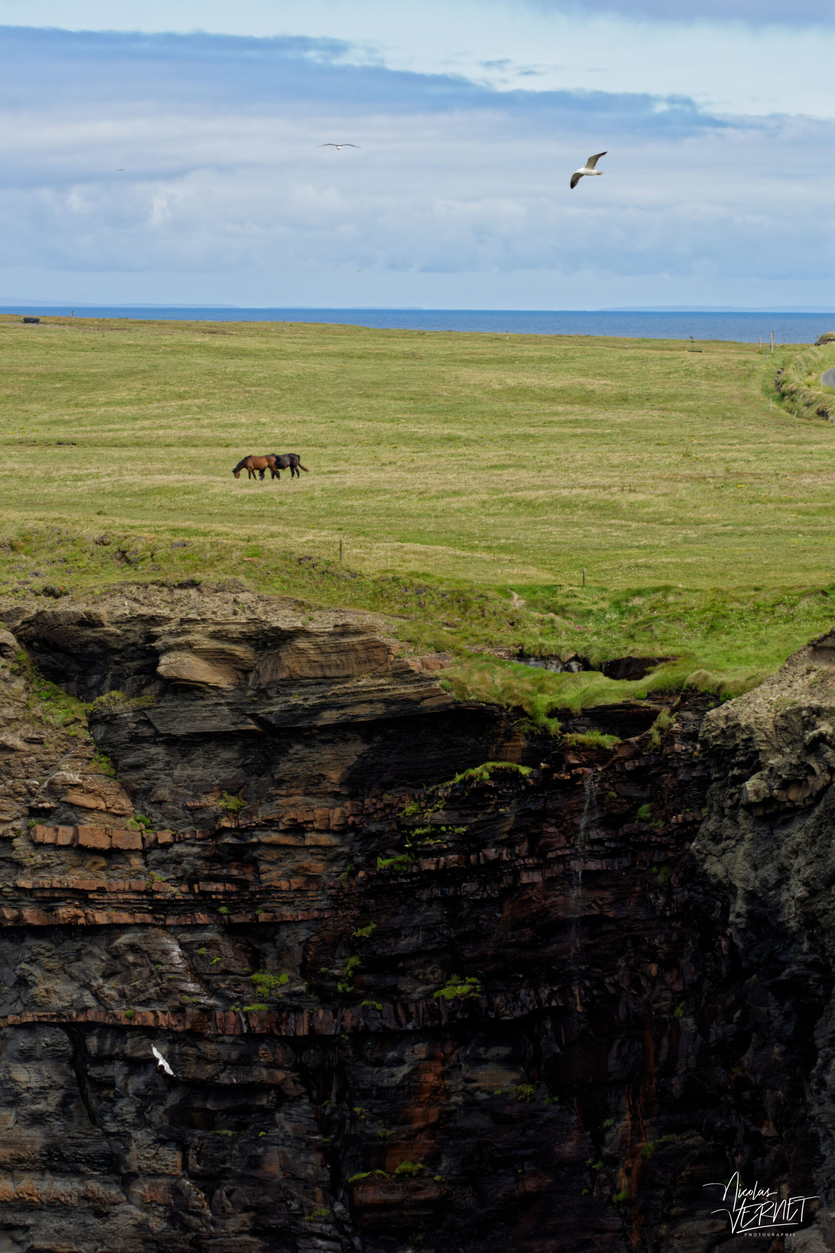Chevaux de race Trait irlandais (Equus caballus) au bord des falaises de Kilkee, Co. Clare, Irlande