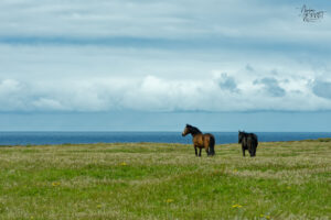 Chevaux de race Trait irlandais (Equus caballus) au bord des falaises de Kilkee, Co. Clare, Irlande