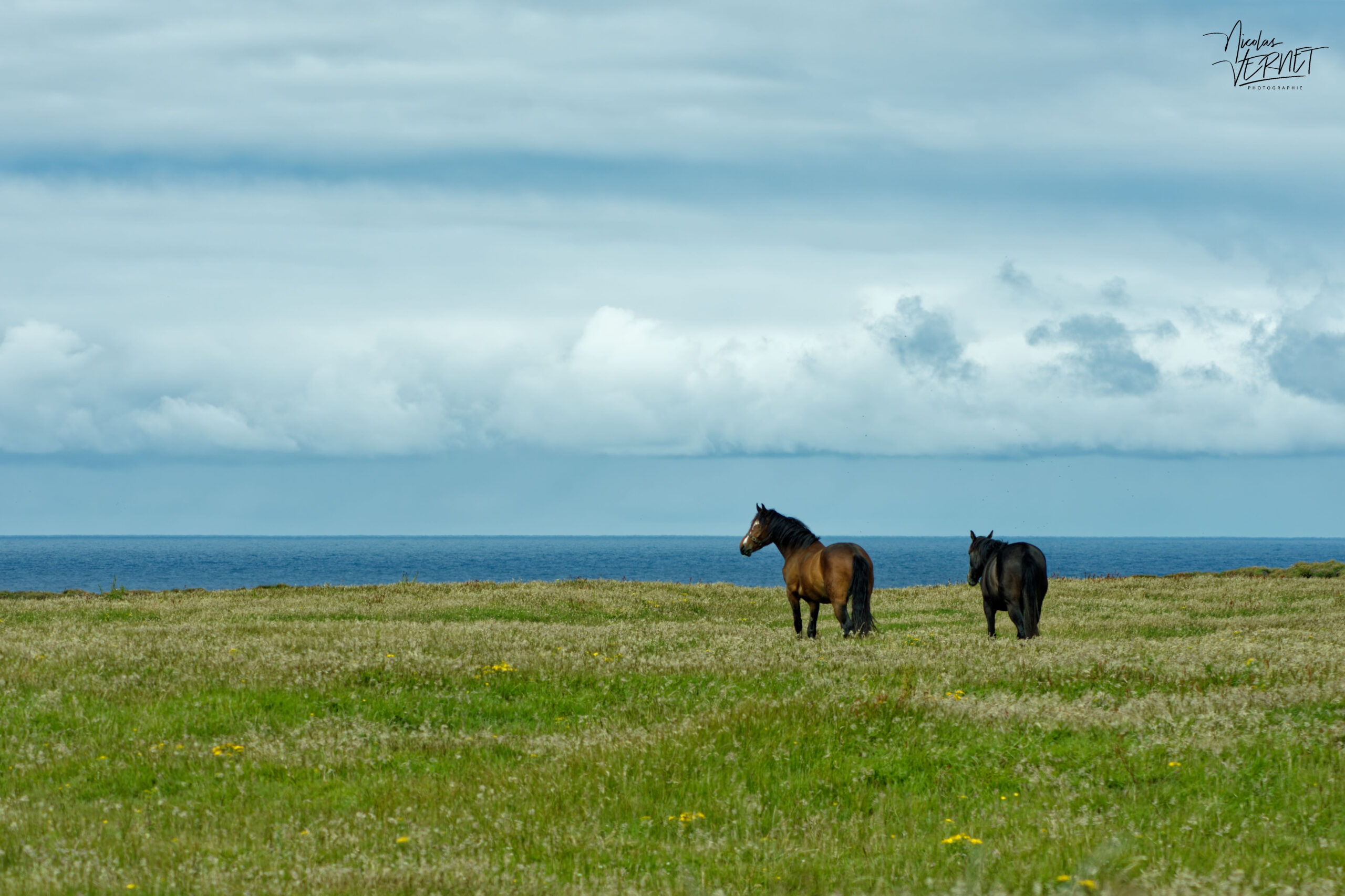 Chevaux de race Trait irlandais (Equus caballus) au bord des falaises de Kilkee, Co. Clare, Irlande