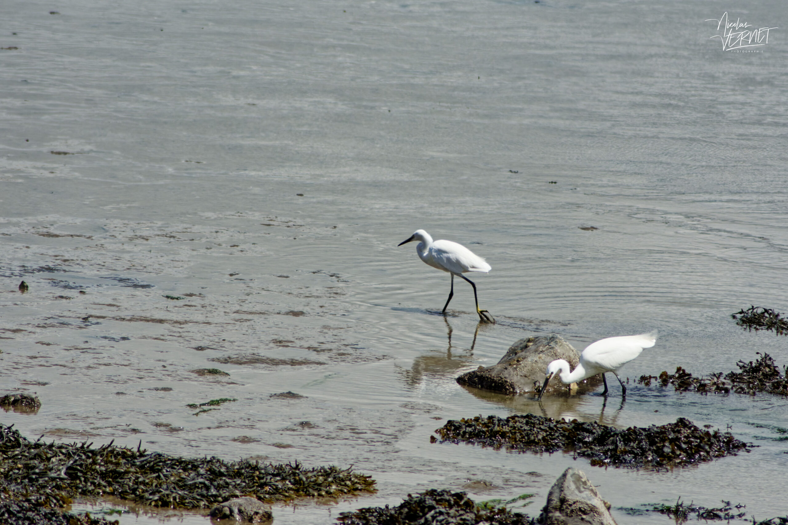 Aigrettes garzette (Egretta garzetta) sur l'estran, Tarbert Island, Co. Kerry, Irlande