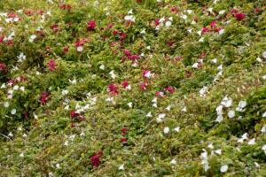 Tapis de liseron des haies (Convolvulus sepium) et de rosiers rugueux (Rosa rugosa), Ballybunion Cliff walk, Co. Kerry, Irlande