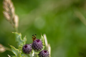 Chardon des champs (Cirsium arvense) et une mouche du chardon (Urophora cardui), Ballybunion Cliff walk, Co. Kerry, Irlande
