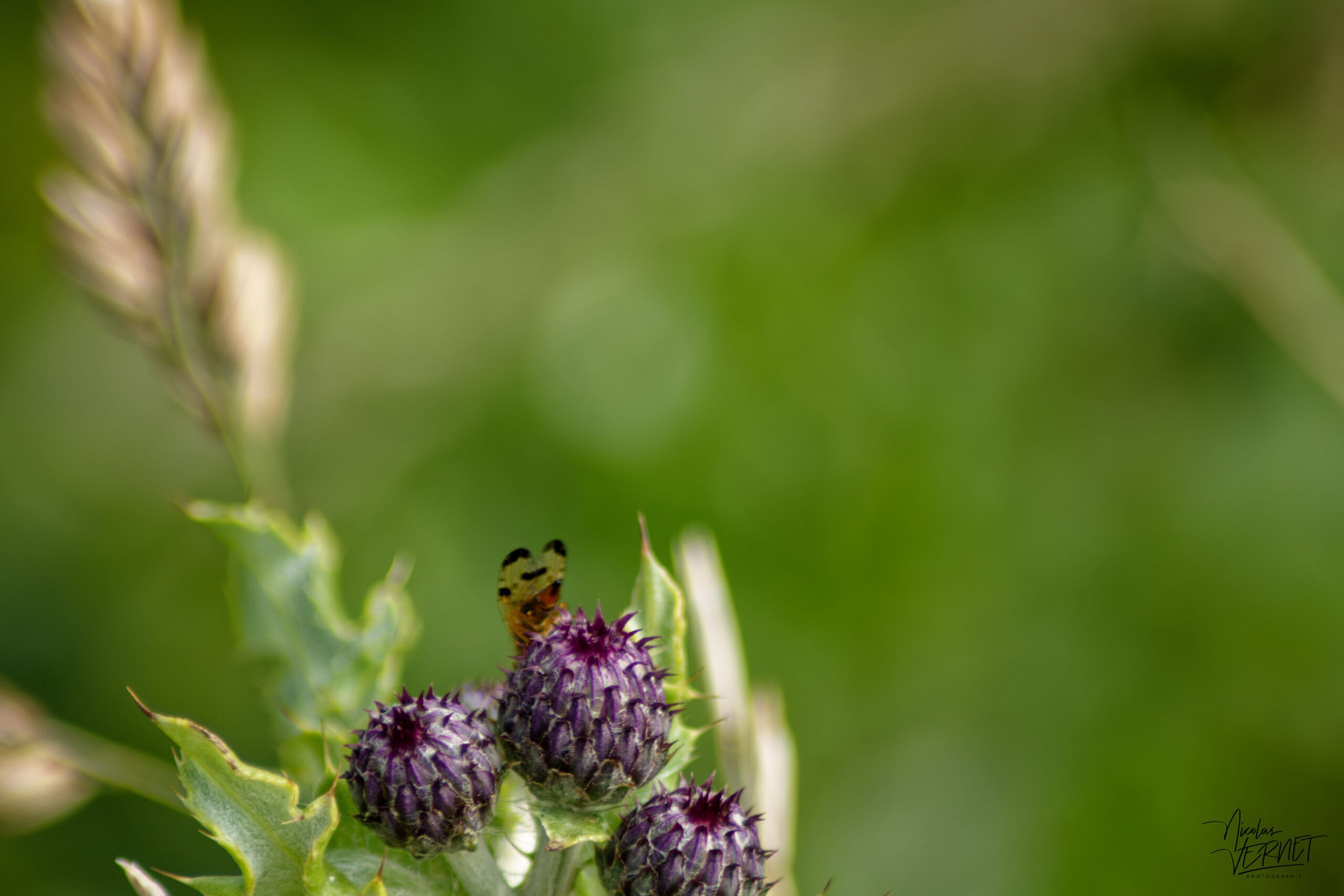 Chardon des champs (Cirsium arvense) et une mouche du chardon (Urophora cardui), Ballybunion Cliff walk, Co. Kerry, Irlande