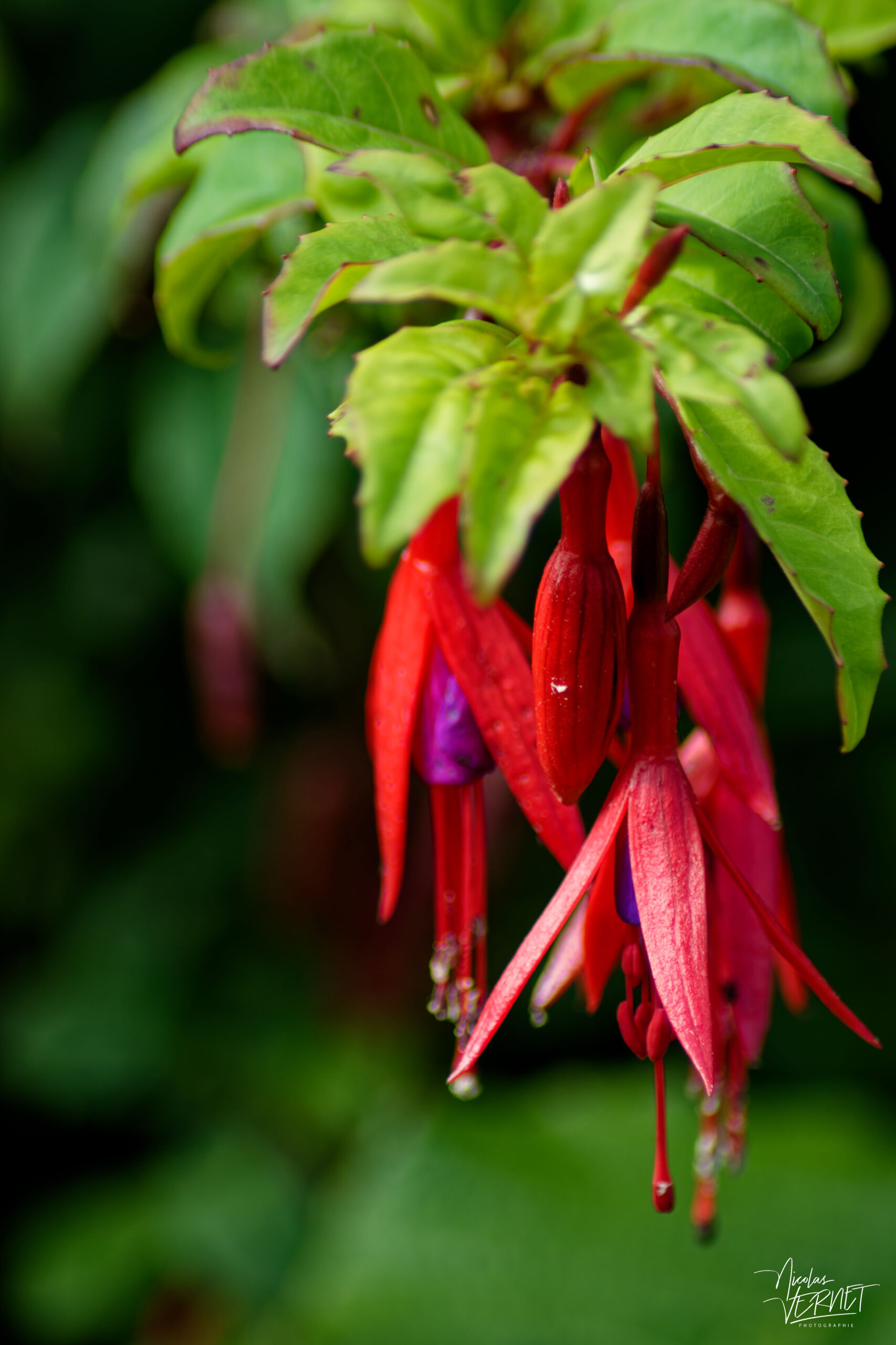 Clochettes de Fuchsia de Magellan (Fuchsia magellanica), Ballybunion Cliff walk, Co. Kerry, Irlande