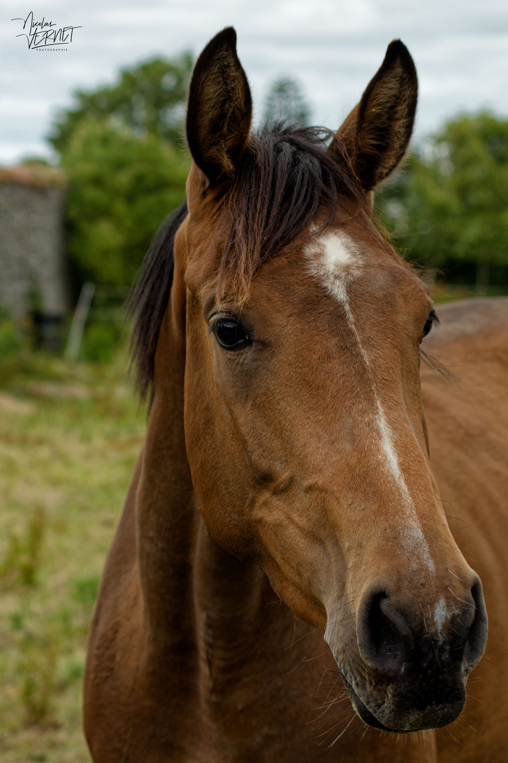 Jument "Irish Sport Horse" (Equus caballus), Ardfert, Co. Kerry, Irlande